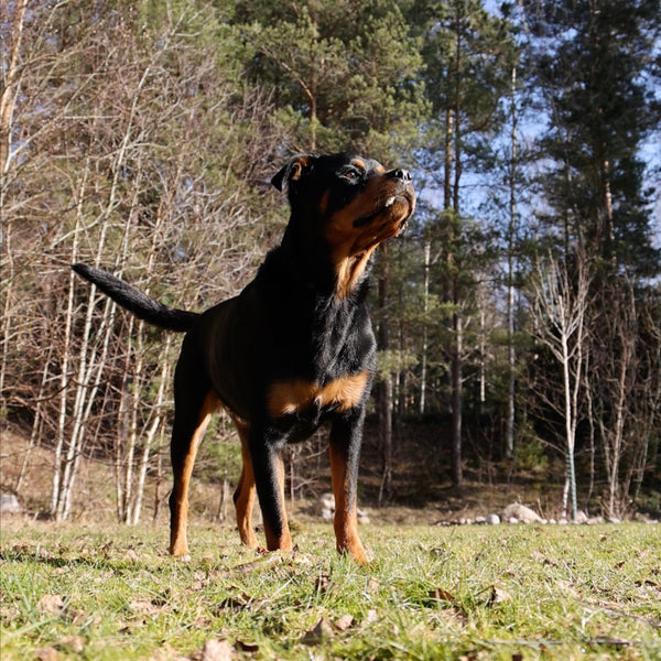 A Rottweiler dog standing on a grassy field with a forest background.